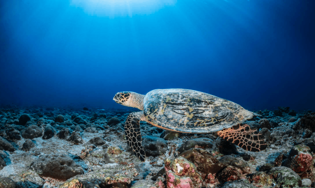 COMO Maalifushi um 13.56.31-min